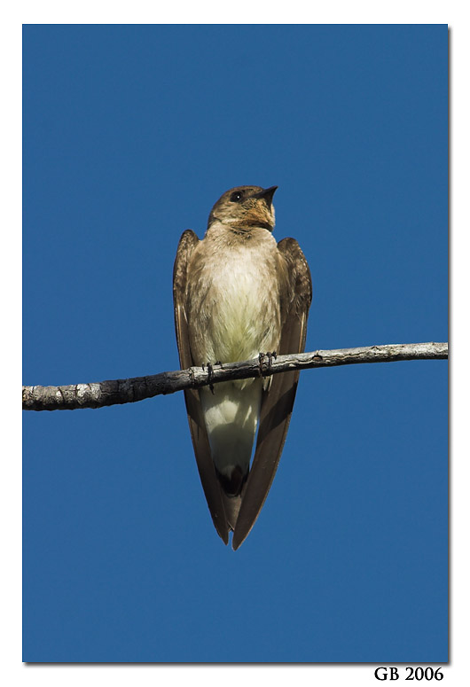 SOUTHERN ROUGH-WINGED SWALLOW